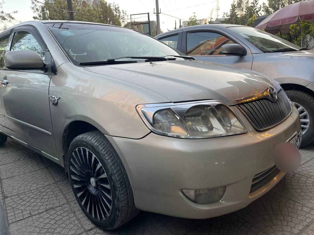 corolla - Image